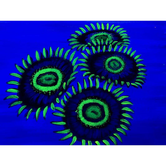 Yellow Hornet Zoanthid Painting