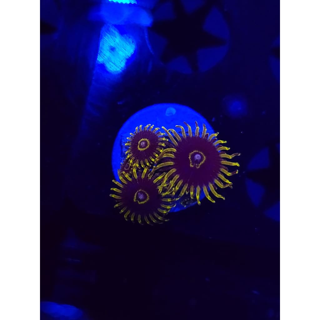 Yellow Hornets Zoanthid Frag WYSIWYG!