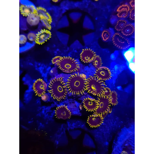 Yellow Hornets Zoanthid Frag WYSIWYG!