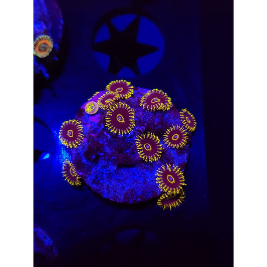 Yellow Hornets Zoanthid Frag WYSIWYG!