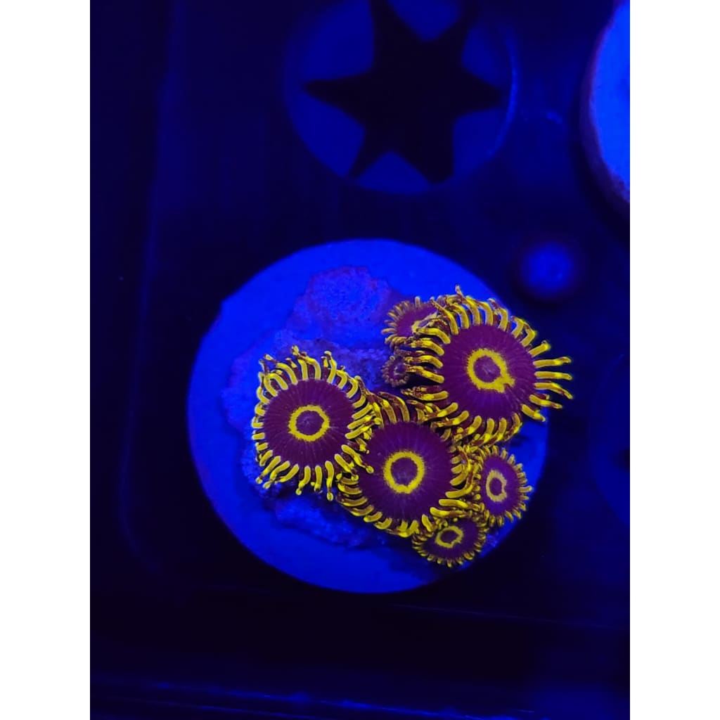 Yellow Hornets Zoanthid Frag WYSIWYG!