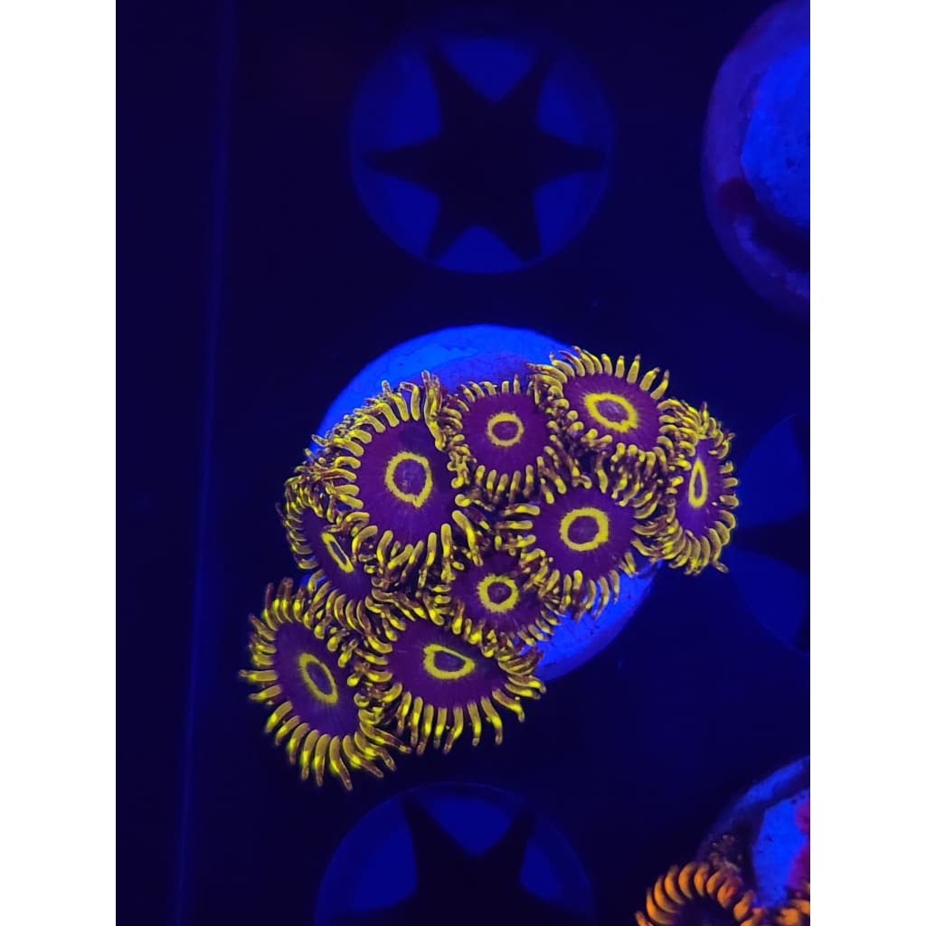 Yellow Hornets Zoanthid Frag WYSIWYG!
