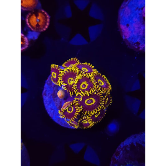 Yellow Hornets Zoanthid Frag WYSIWYG!