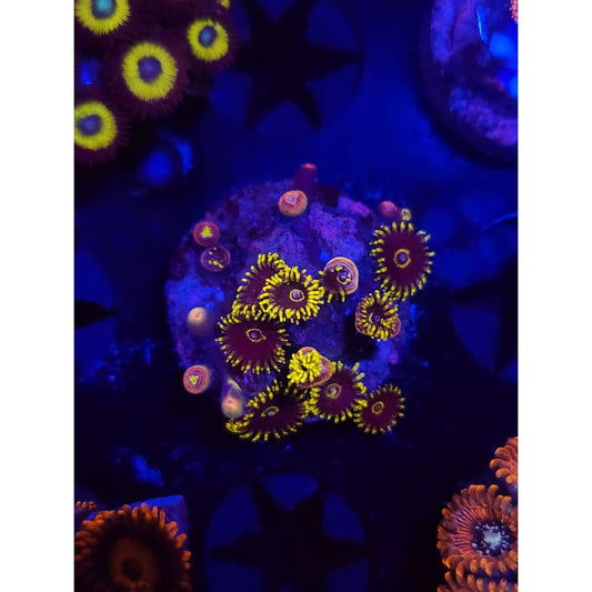 Yellow Hornets Zoanthid Frag WYSIWYG!