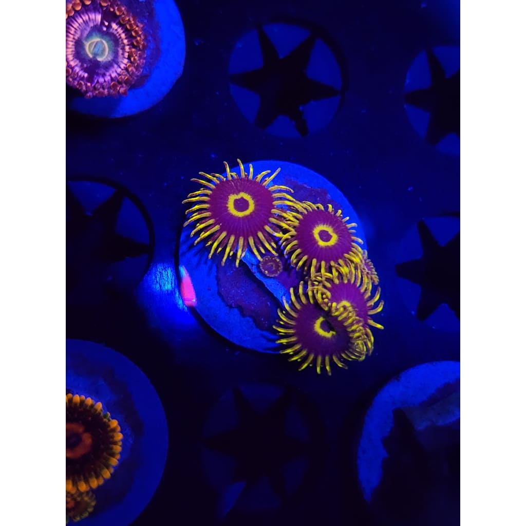 Yellow Hornets Zoanthid Frag WYSIWYG!