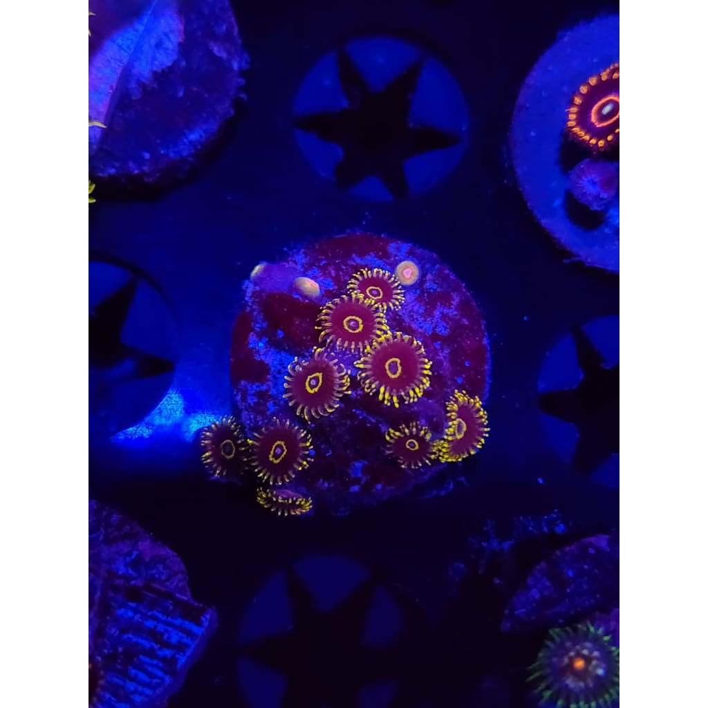 Yellow Hornets Zoanthid Frag WYSIWYG!