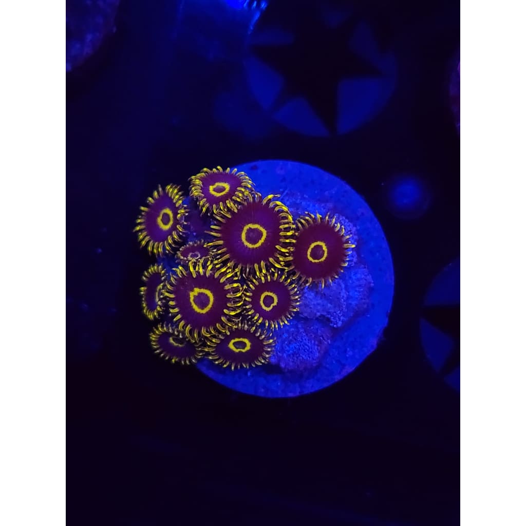 Yellow Hornets Zoanthid Frag WYSIWYG!
