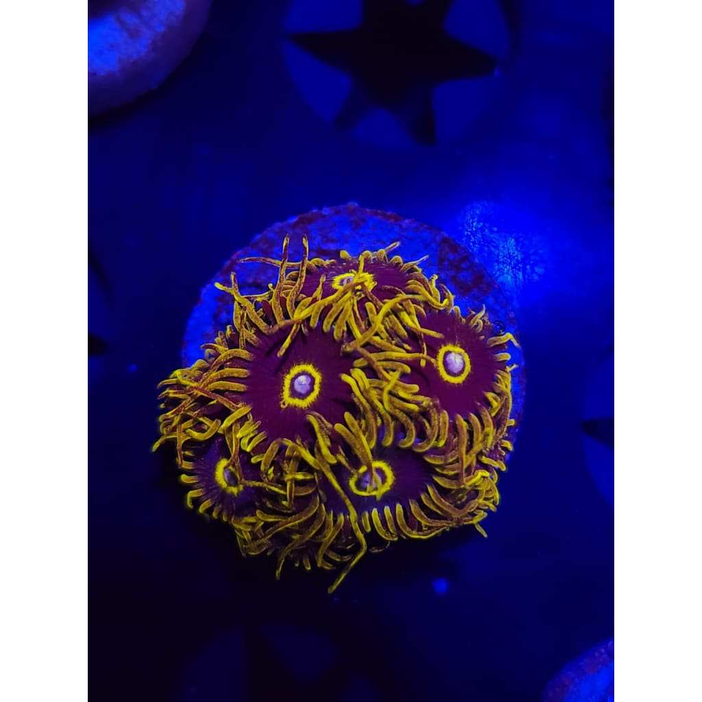 Yellow Hornets Zoanthid Frag WYSIWYG!
