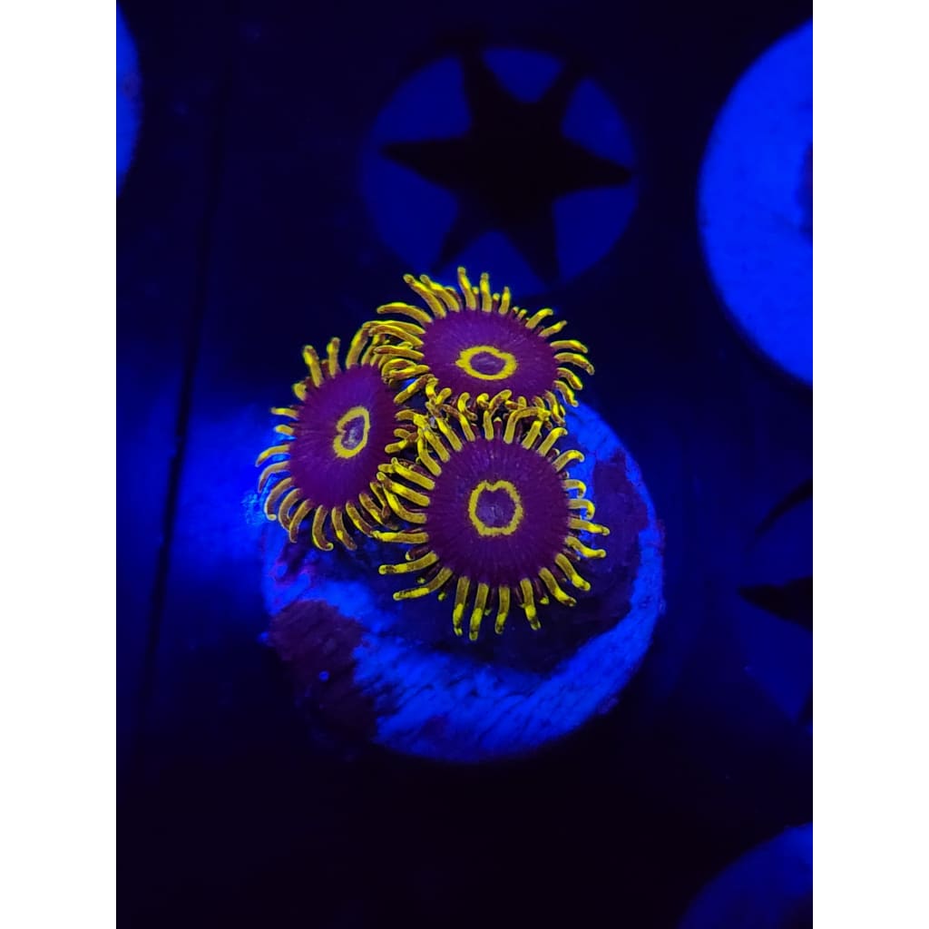 Yellow Hornets Zoanthid Frag WYSIWYG!