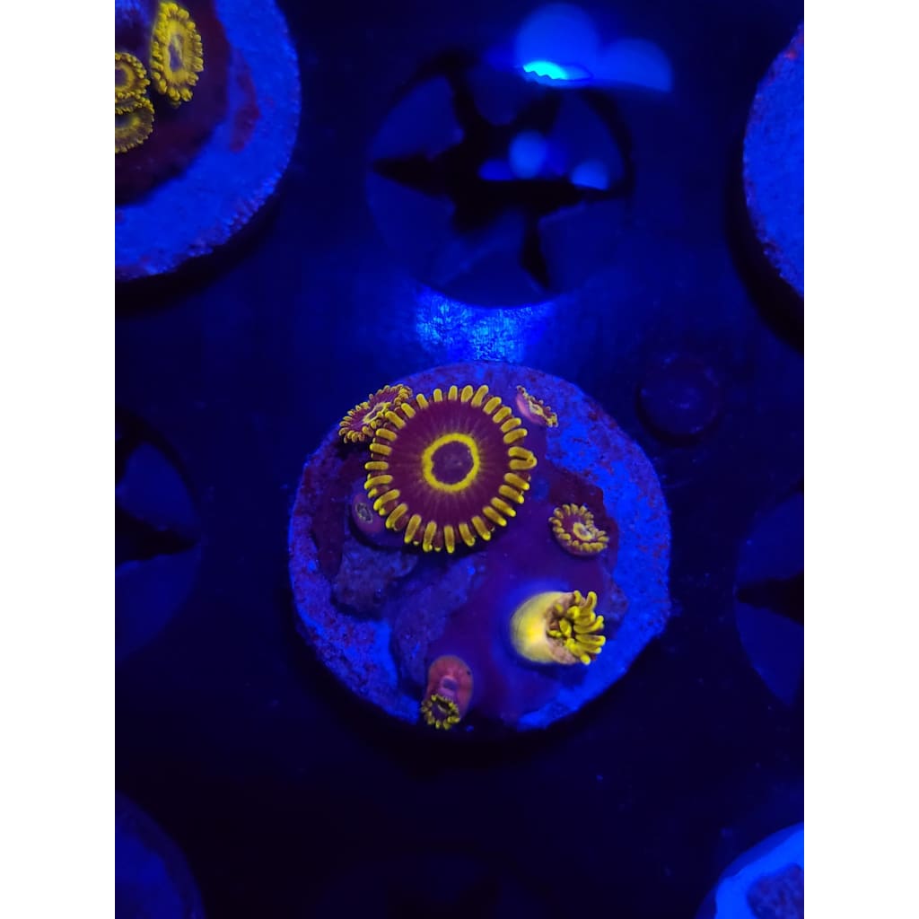 Yellow Hornets Zoanthid Frag WYSIWYG!