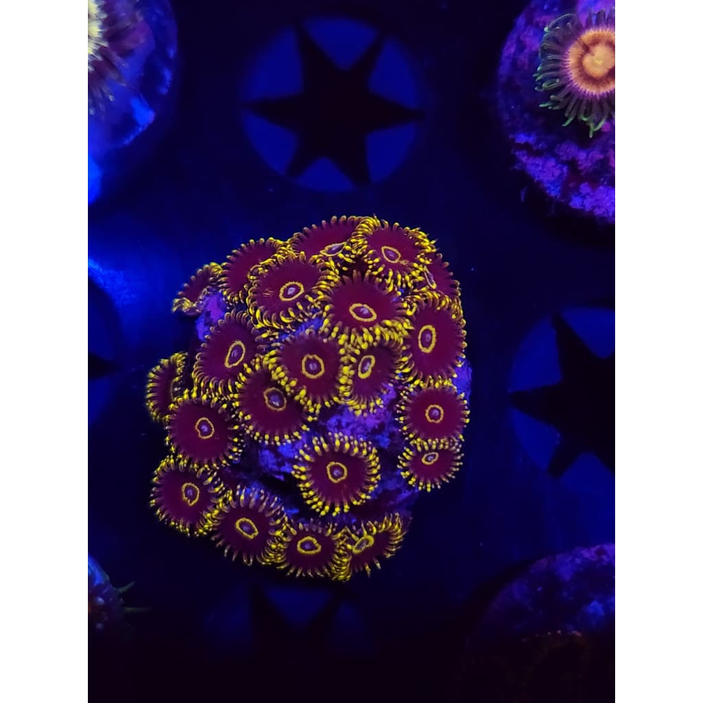 Yellow Hornets Zoanthid Frag WYSIWYG!