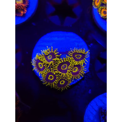 Yellow Hornets Zoanthid Frag WYSIWYG!