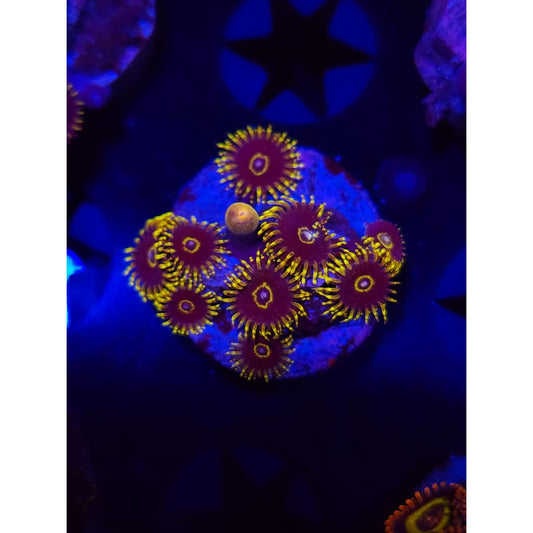 Yellow Hornets Zoanthid Frag WYSIWYG!