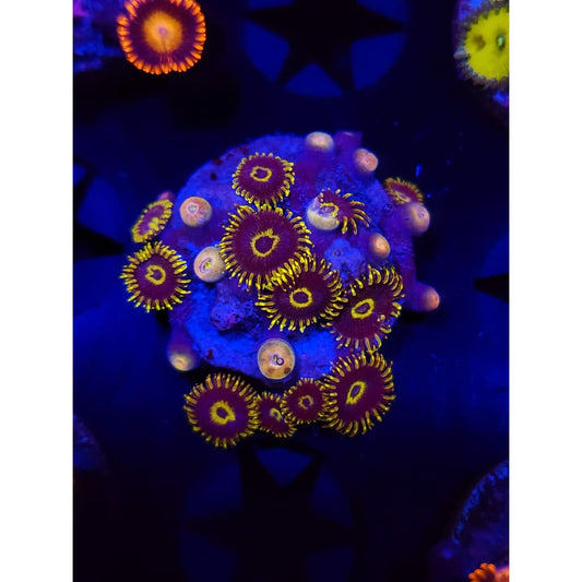 Yellow Hornets Zoanthid Frag WYSIWYG!