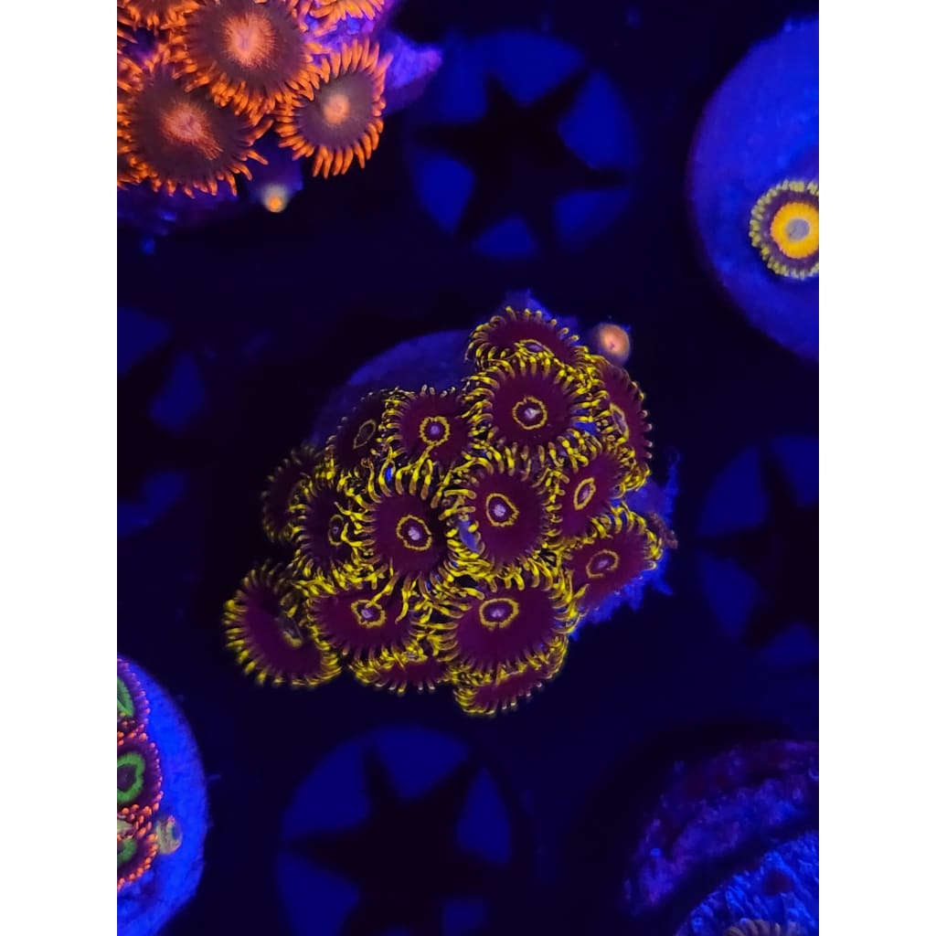 Yellow Hornets Zoanthid Frag WYSIWYG!