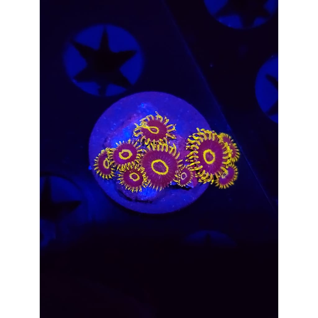 Yellow Hornets Zoanthid Frag WYSIWYG!