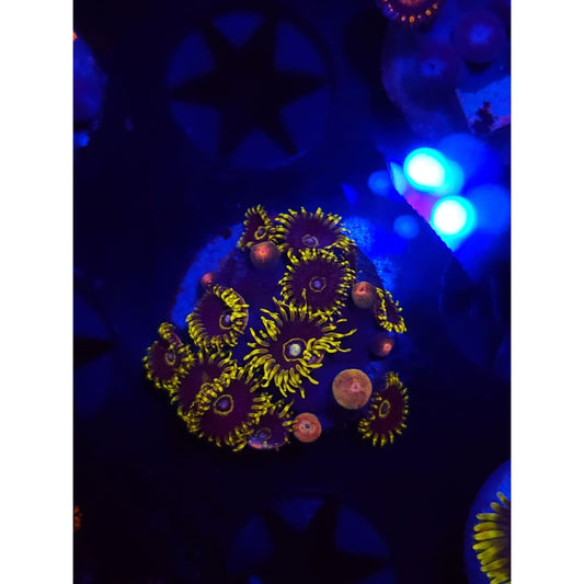 Yellow Hornets Zoanthid Frag WYSIWYG!