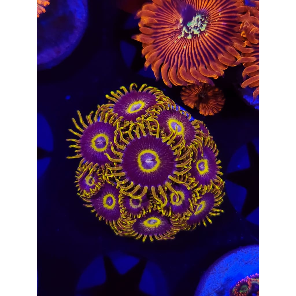 Yellow Hornets Zoanthid Frag WYSIWYG!