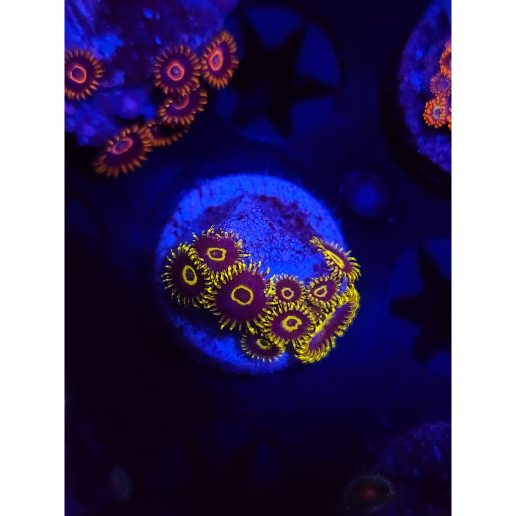 Yellow Hornets Zoanthid Frag WYSIWYG!