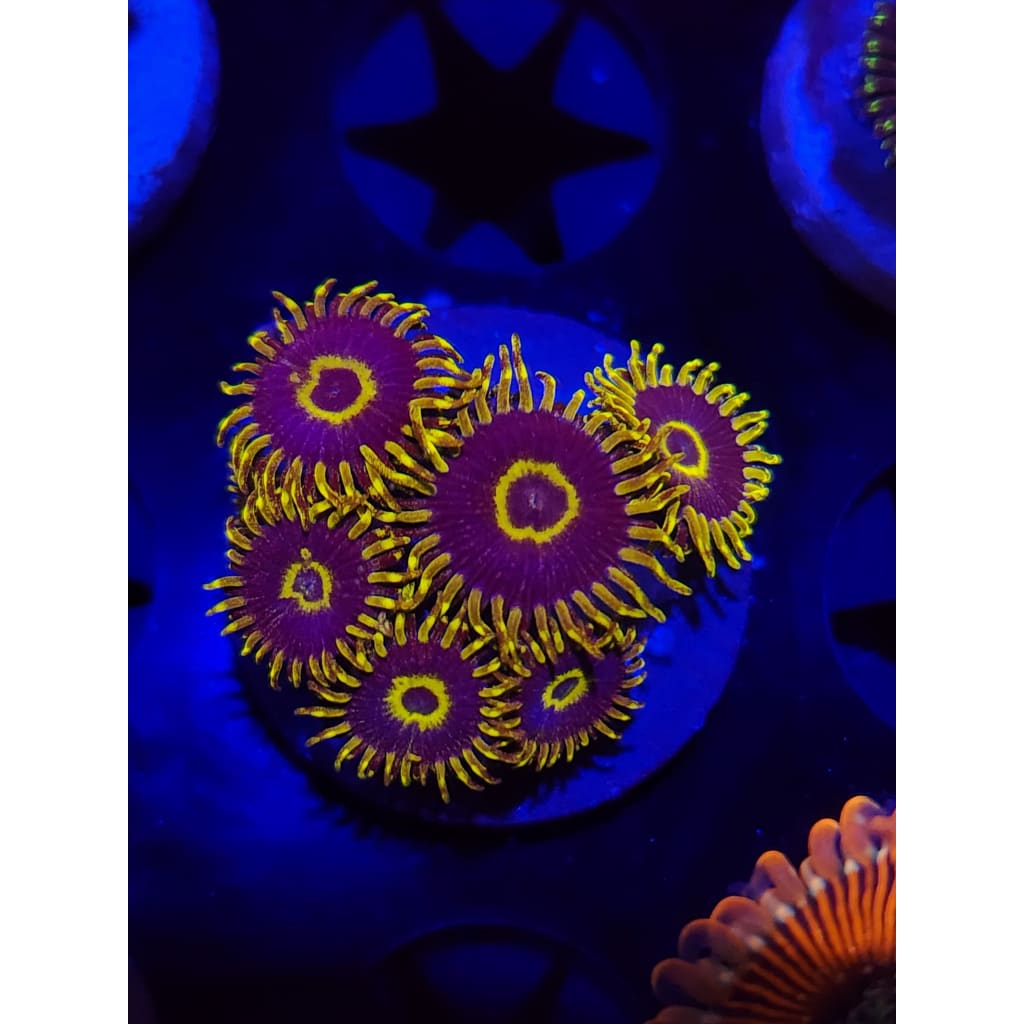 Yellow Hornets Zoanthid Frag WYSIYWG!