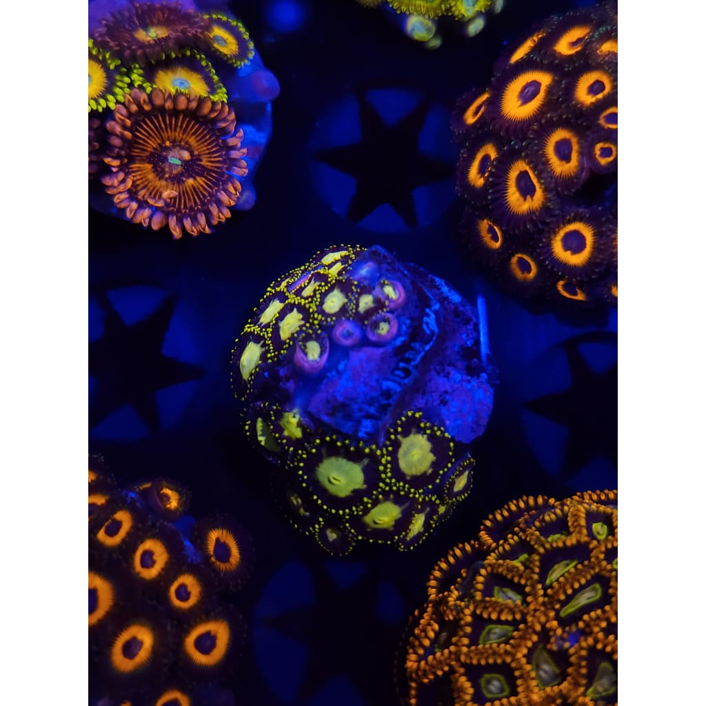 Yellow Jacket Zoanthid Frag WYSIWYG!
