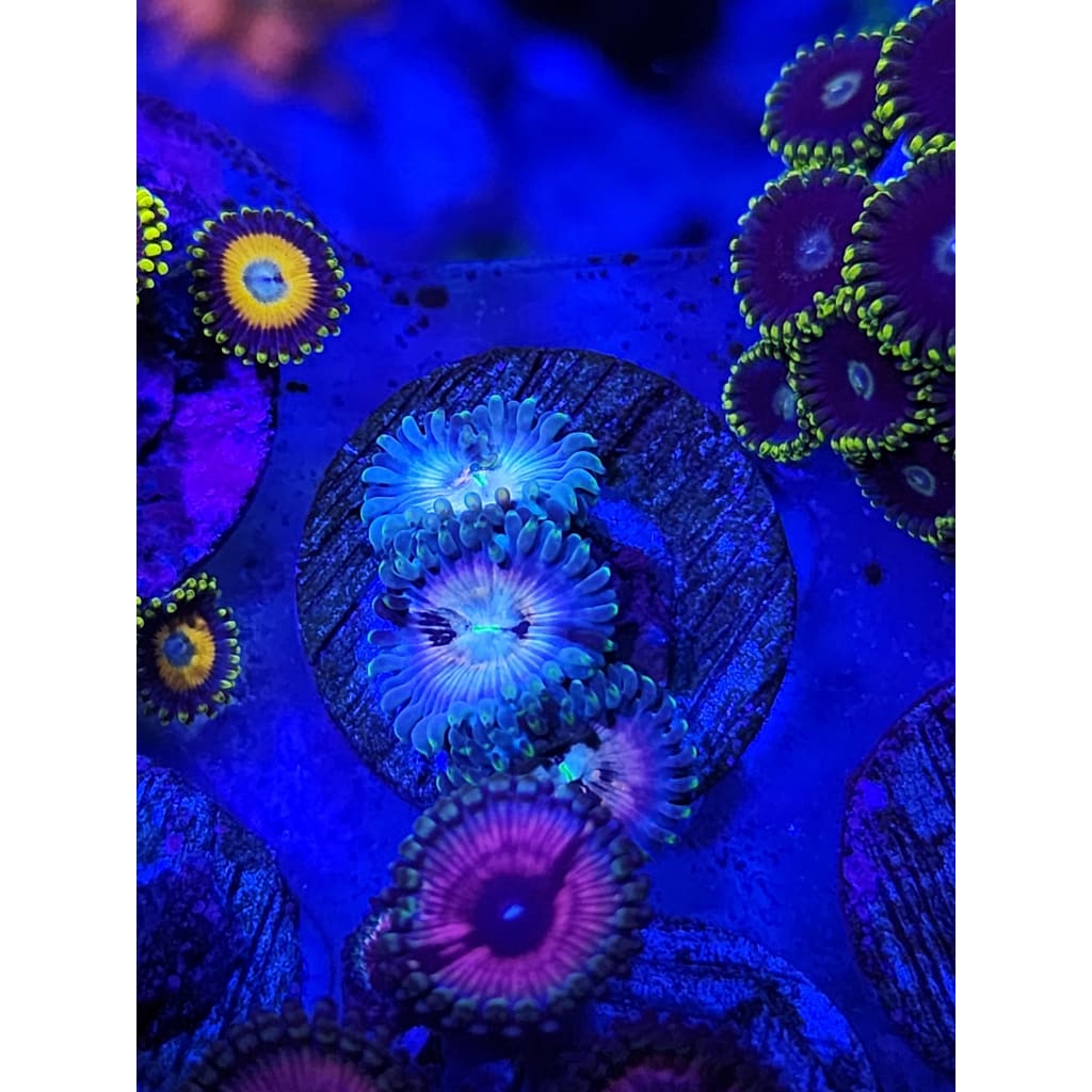 Yeti Zoanthid Frag WYSIWYG!