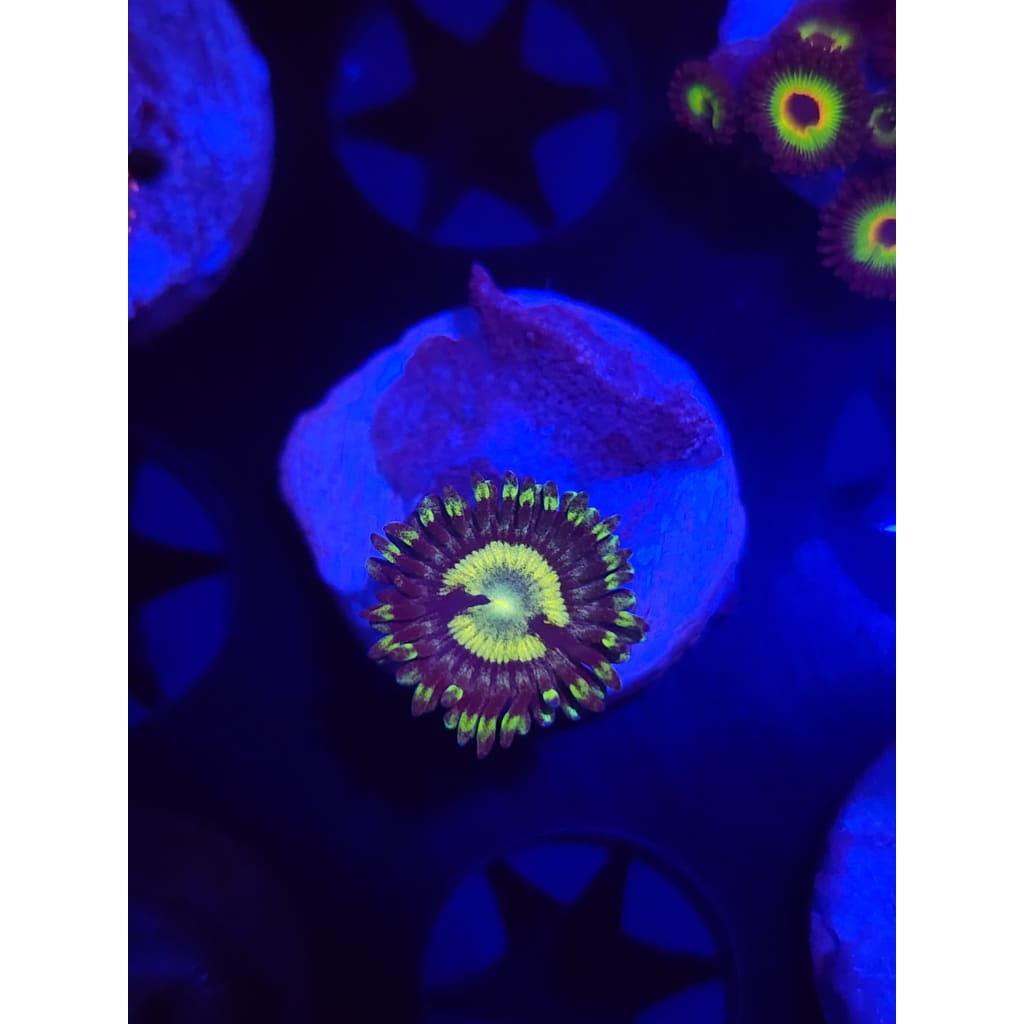 Yugioh Zoanthid Frag WYSIWYG!