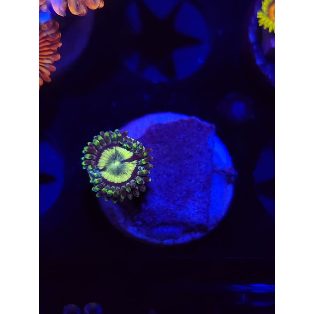 Yugioh Zoanthid Frag WYSIWYG!