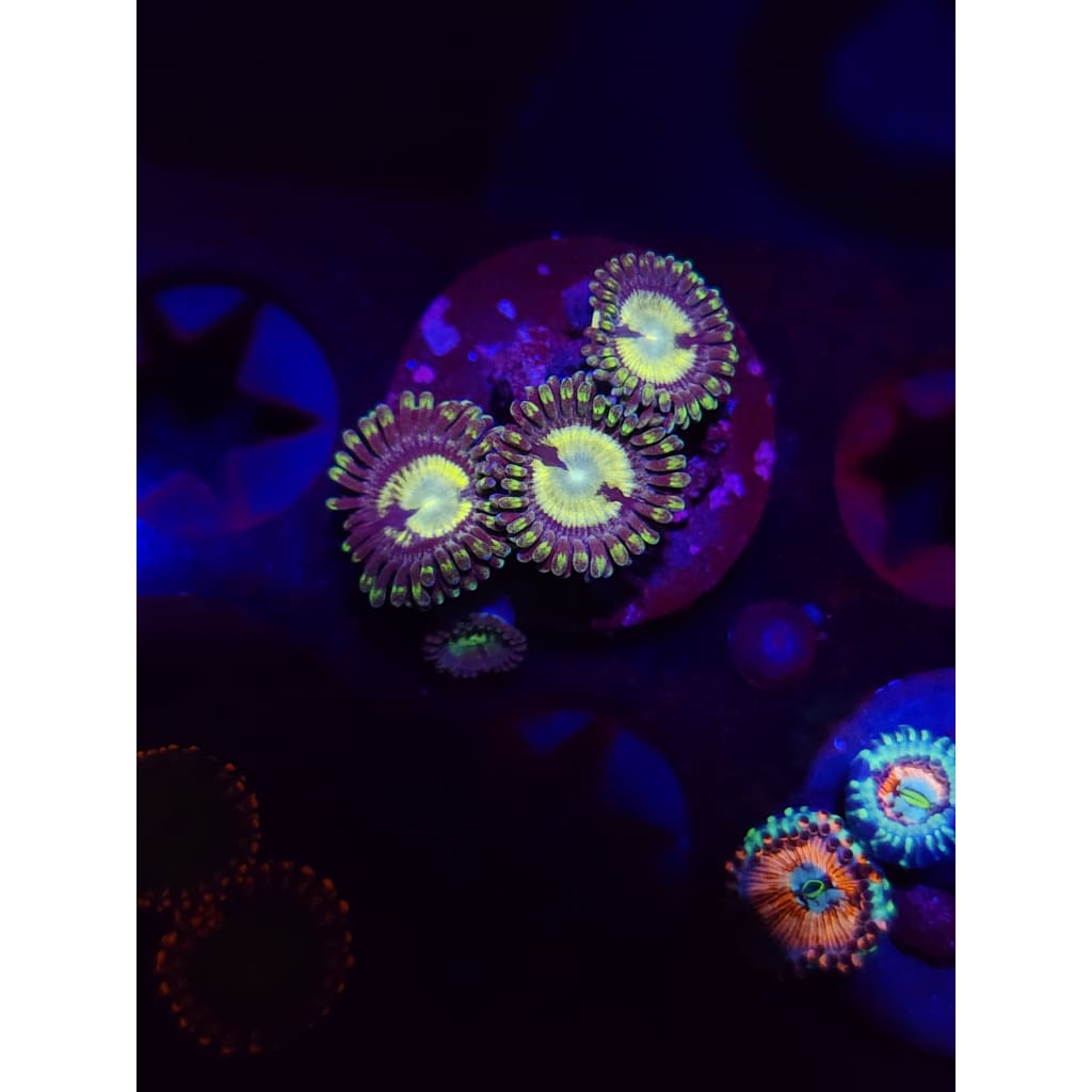 Yugioh Zoanthid Frag WYSIWYG!