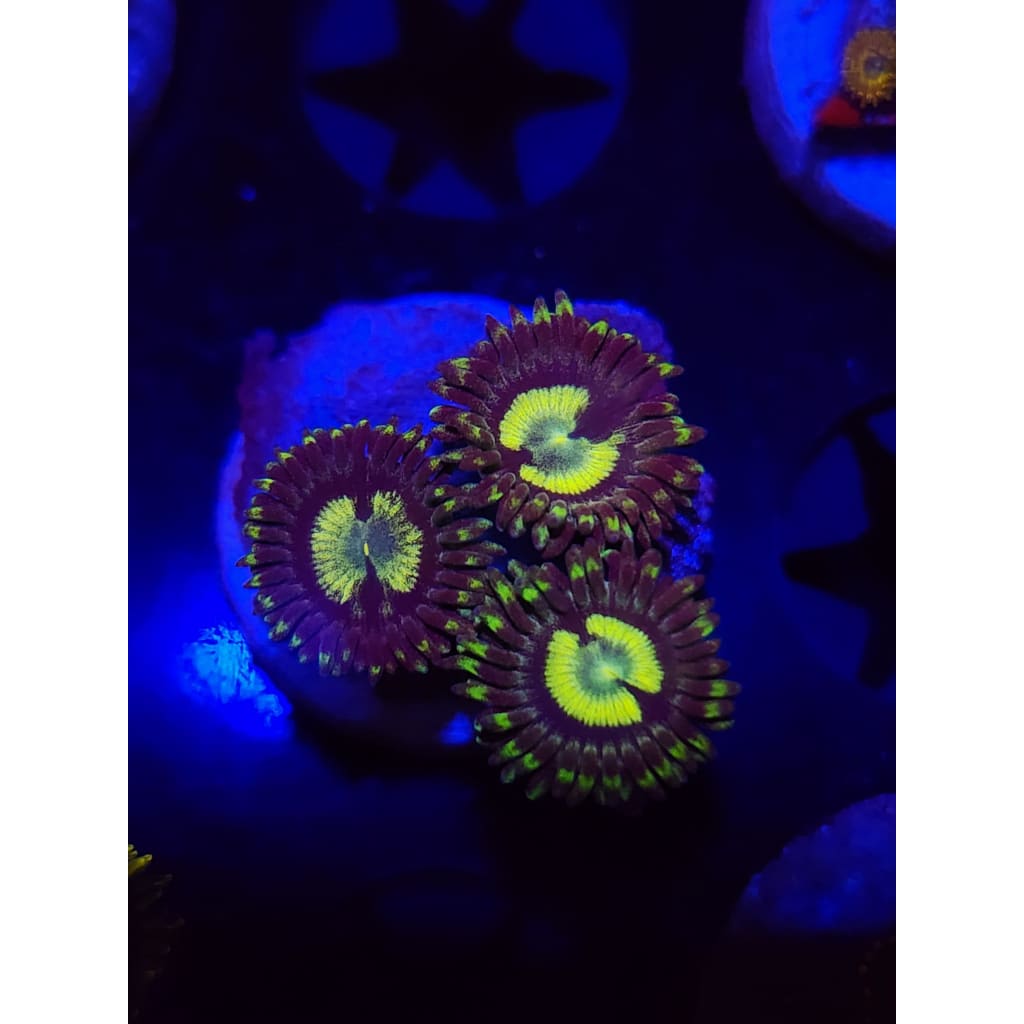 Yugioh Zoanthid Frag WYSIWYG!