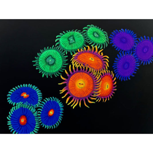 Zoanthid Garden Painting