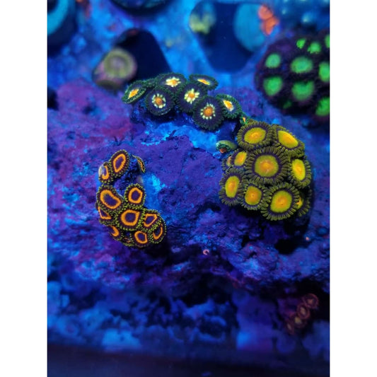 Custom-Made Zoanthid Mini-Garden!