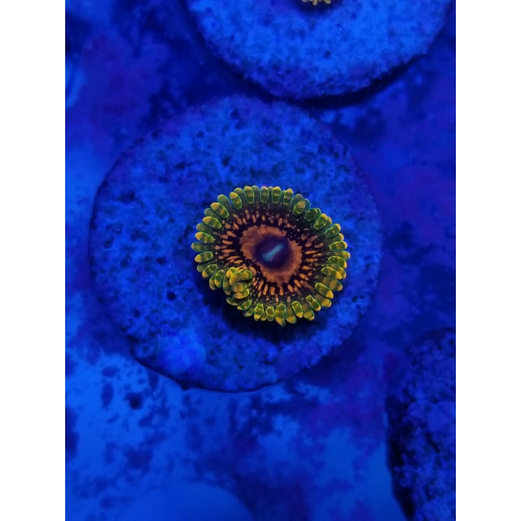 Grand Master Krak Zoanthid Frag WYSIWYG!