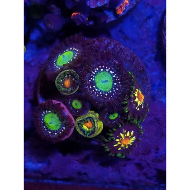Zoanthid Lover Gift Card